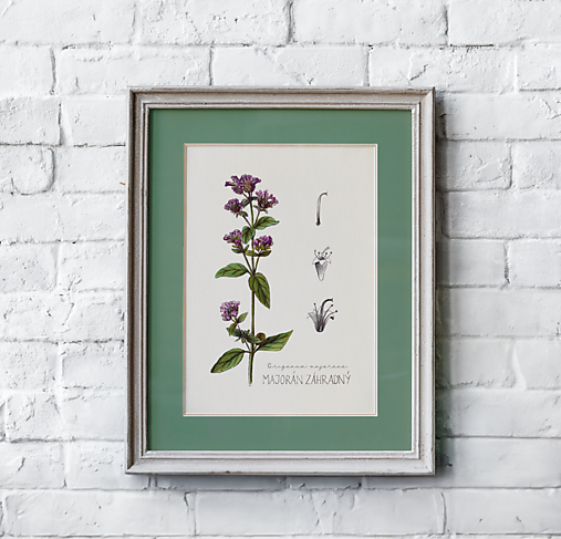 Obrazy - Obraz Majorán záhradný - Botanická ilustrácia (Print) - 16007817_