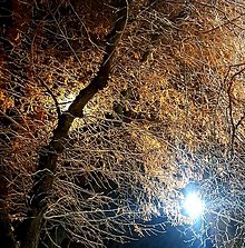Fotografie - strom zasypaný snehom a osvetlený lampami - 16010346_