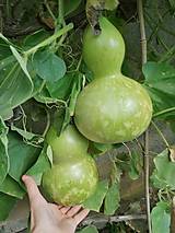 Svietidlá - Gourd #G15 | Kalabasa, prírodná drevená lampa a dekorácia - 16032903_