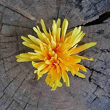 Iný materiál - Hlavička kvetu 13cm, žltá - dekorácia - 16036836_
