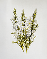 Kresby - Pohľadnica jubilejná, kytica Gladiol - kresba na zákazku - 16067534_