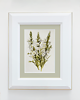 Kresby - Pohľadnica jubilejná, kytica Gladiol - kresba na zákazku - 16067535_