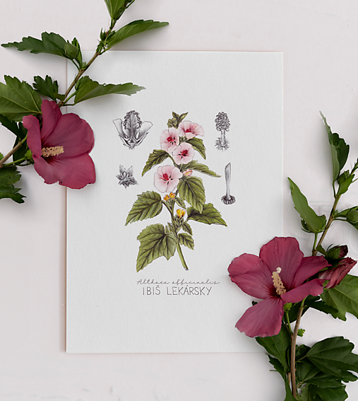 Obrazy - Obraz Ibiš lekársky - Botanická ilustrácia (Print) - 16067531_