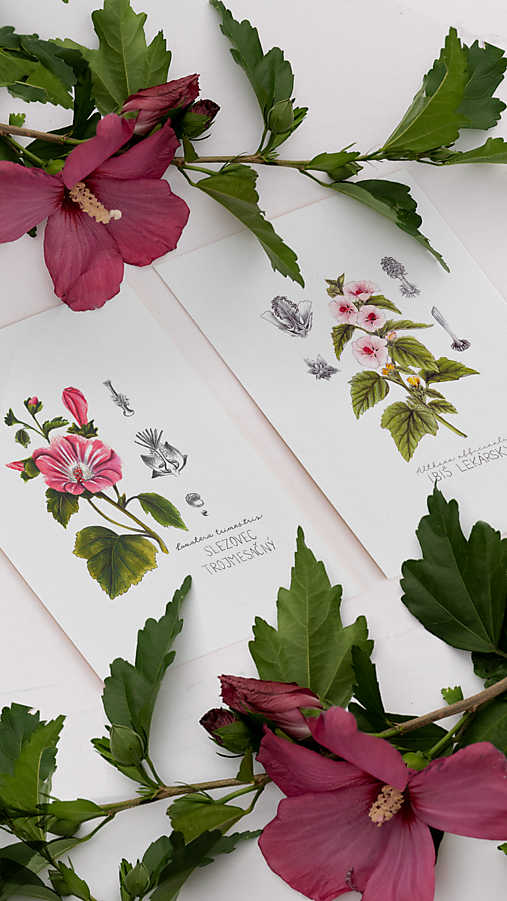 Obrazy - Obraz Slezovec trojmesačný - Botanická ilustrácia (Print) - 16067533_