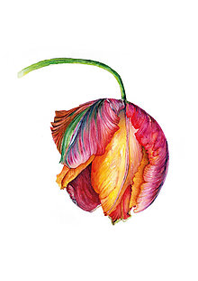 Obrazy - Art print - Červený tulipán - 16066180_