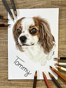 Kresby - Realistický portrét psíka - 16075797_