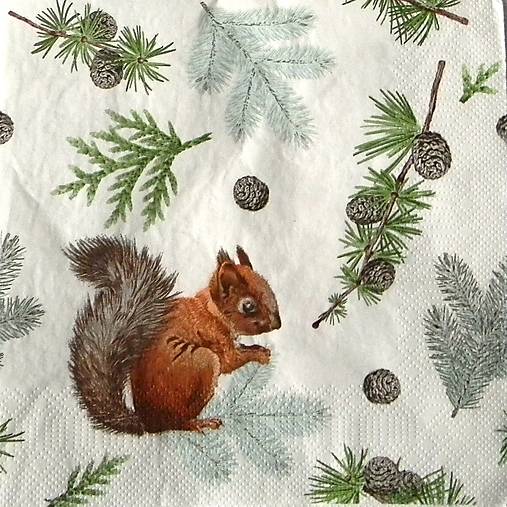 Papier - Veverička - 16092394_