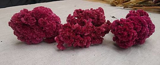 Suroviny - Sušený plamenník hrebenistý (Veľký - Ružová) - 16101598_
