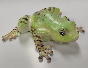 Dekorácie - Žabka (skokan zelený) - 16109117_