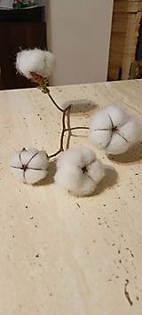 Dekorácie - Konárik kvetov bavlny - 16129259_