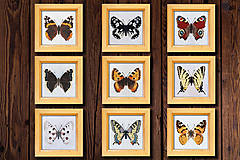 Dekorácie - Zbierka motýľov - 16140440_