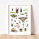 Hračky - Art Print - hmyz a drobné živočíchy - 16174483_