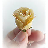 Náušnice - Náušnice žluté růže uchované trvale v živici - 16189731_