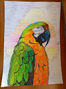 Kresby - Kresba - papagáj - 16207576_
