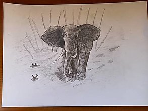 Kresby - Kresba - slon africký - 16207622_