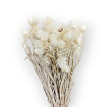 Suroviny - Sušené kvety CAPBLUMEN 50 g - Prírodné biele H01000 - 16254356_