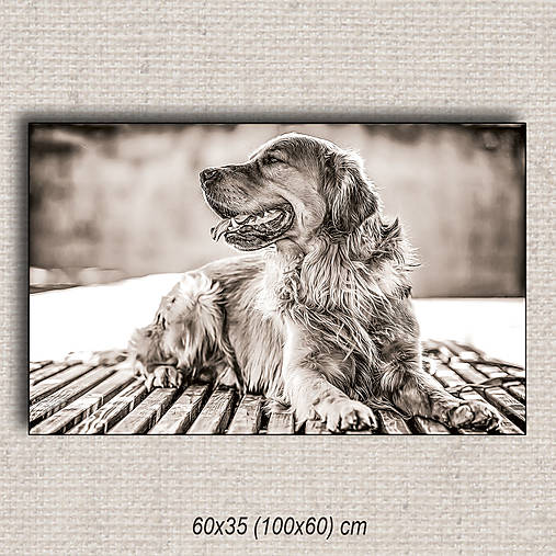 Obrazy - Obraz Pes 01 (60x35 cm - Hnedá) - 16255546_