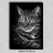 Obrazy - Obraz Mačka 02 (45x60 cm - Čierna) - 16255648_