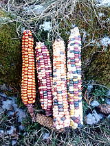 Suroviny - BIO semená kukurice-Maľované hory - 16291593_