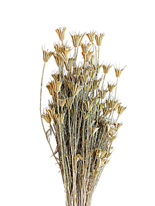 Suroviny - Sušené kvety NIGELLA Orientalis 100 g - Vintage biela H17900 - 16300413_