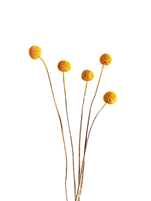 Suroviny - Sušený prírodný kvet CRASPEDIA 5 ks - Žltá H80302 - 16300698_