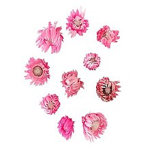 Suroviny - Sušené kvety CAPBLUMEN 10 ks - Hlavičky ružové H50317 - 16300788_