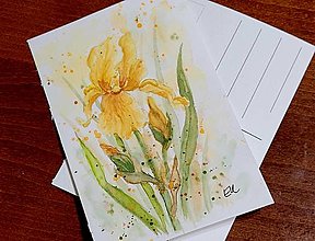 Papiernictvo - Kosatec žltý - maľovaná pohľadnica - 16308360_