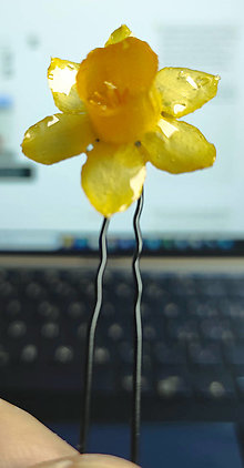 Ozdoby do vlasov - Sponka do vlasů s živým květem "Narcis" trvale uchovaným v živici - 16314052_