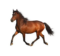 Galantéria - Nažehľovačka Hnedý kôň (malá) (NZ441) - 16322333_