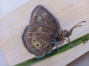 Obrazy - Motýľ- akvarel na dreve - 16327470_