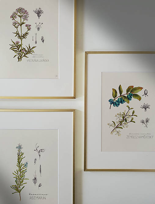 Obrazy - Set 3 Botanických obrazov A3 - 16378413_