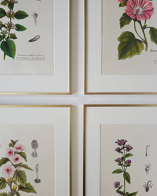 Obrazy - Vlastný kurátorský výber – set 4 botanických ilustrácií A3 // Giclée art print - 16378431_