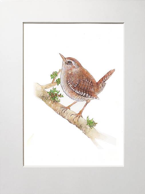 Obrazy - Obraz Oriešok (Troglodytes), tlač A4 - 16390736_