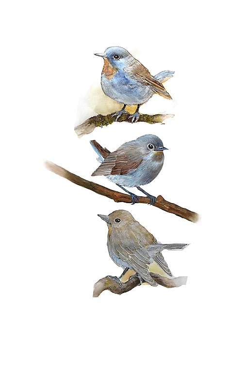 Obrazy - Obraz Muchárik malý (Ficedula parva), print A4 - 16390880_