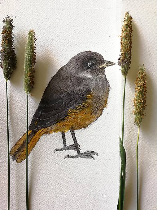 Obrazy - Obraz Žltochvost (Phoenicurus ochruros), print A4 - 16392300_