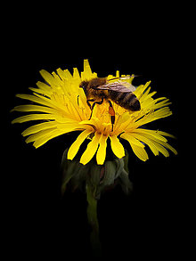 Obrazy - Originálna print fotografia - Krásna včela ( Apis mellifera ) - 16401897_