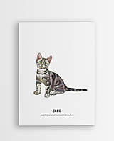 Grafika - Americká krátkosrstá mačka - personalizovaný plagát mačky - 16404367_