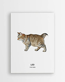 Grafika - Pixie-bob - personalizovaný plagát mačky - 16404348_