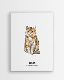 Grafika - Škótska mačka - personalizovaný plagát mačky - 16404350_