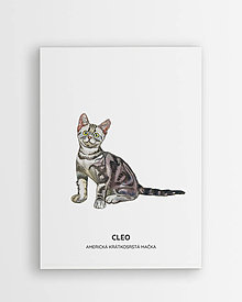 Grafika - Americká krátkosrstá mačka - personalizovaný plagát mačky - 16404367_