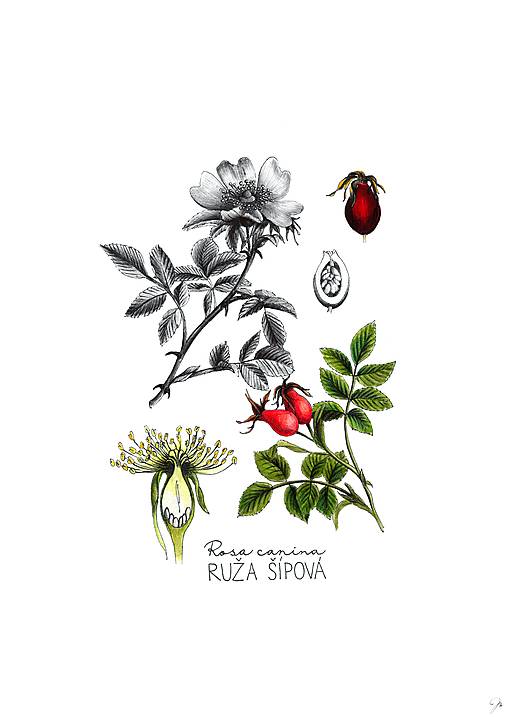 Obrazy - ♥  VÝPREDAJ ♥  (Ruža šípová) - 16407818_