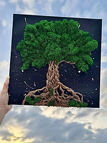 Obrazy - Machový strom Za súmraku - 16413914_