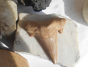 Minerály - OTODUS OBLIQUUS-žraločí zub-MAXI - 16419683_