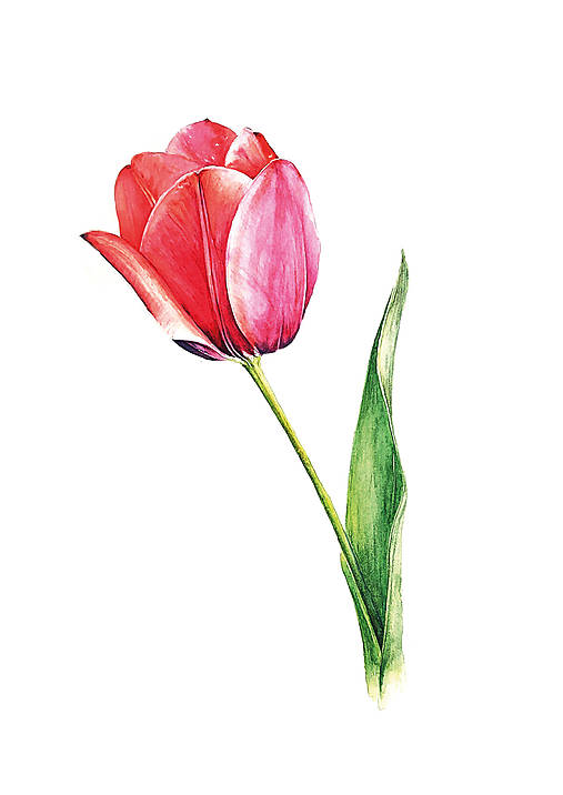 Obrazy - Červený tulipán III. - art print - 16437114_