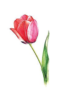Obrazy - Červený tulipán III. - art print - 16437114_