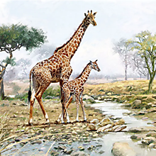 Papier - Servítka Dve žirafy pri rieke 4ks (S385) - 16448778_
