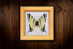 Dekorácie - Motýľ Vidlochvost I - 16451595_