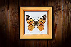 Dekorácie - Motýľ Babôčka II - 16451624_