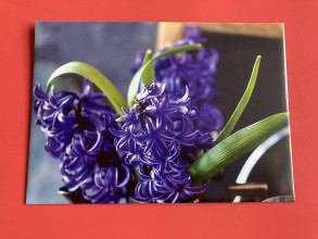 Papiernictvo - obálka hyacint - 16462185_