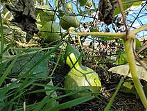 Dekorácie - Gourd #G39 | Kalabasa, prírodná drevená dekorácia - 16474619_